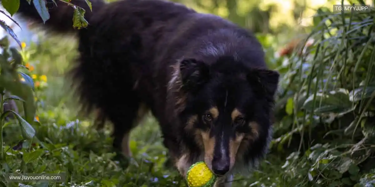 📺高清直播，流畅无阻！⏰赛事预告，提前锁定你的观赛日程！